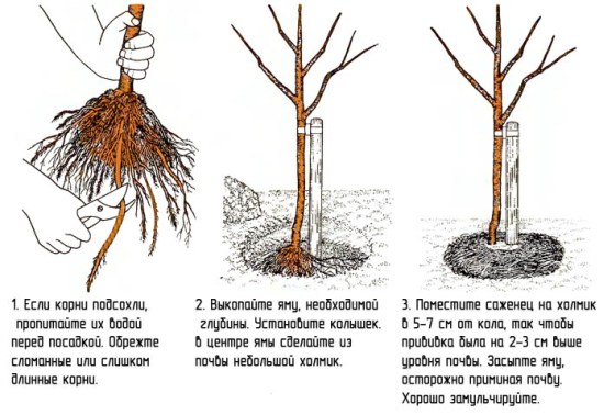 Корневая система абрикоса схема